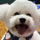 Affordable Pet Grooming - Pet Grooming