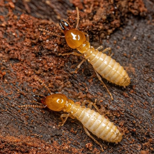 BP Homecare Pest Control - North Perth, WA. Termites