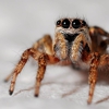 Buckingham Pest Control gallery
