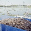 Martin's Fresh Shrimp - Fish & Seafood Markets