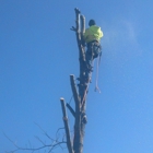 Bayer Tree Service