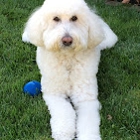 Sierra Vista Labradoodles & Goldendoodles