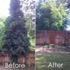 Urban Arborists Tree Service gallery