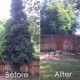 Urban Arborists Tree Service