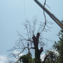 Risk Tree Service - Tree Service