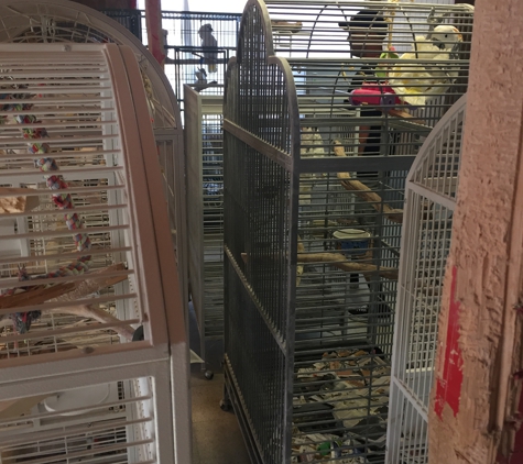 Gilcrease Nature Sanctuary - Las Vegas, NV. Parrot hoarding