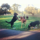 Heather Farm Dog Park