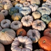 Twin Cities Harvest Festival & Maze gallery