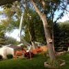 Matt's Tree Service gallery