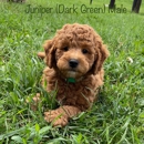 Kinzor Kennels - Pet Breeders