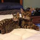 Thunder Cat Bengals - Pet Stores