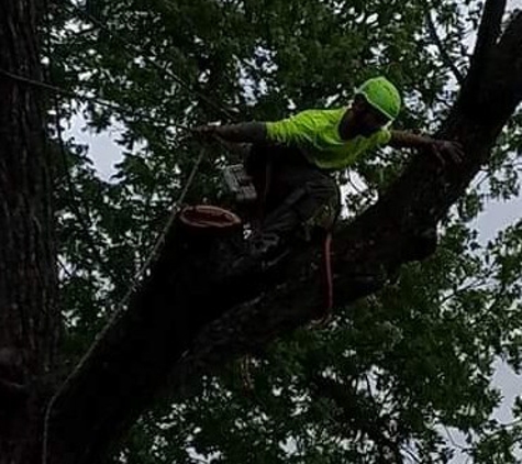 Triple N Tree Service Experts - Paragould, AR