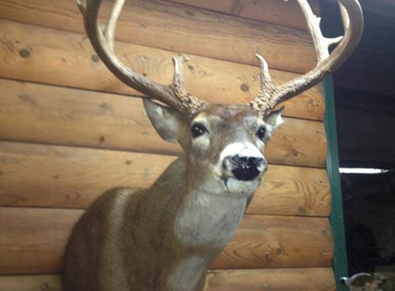 Log Home Taxidermy - Dorsey, IL