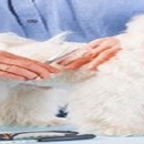 Dee's Dog Grooming - Pet Training