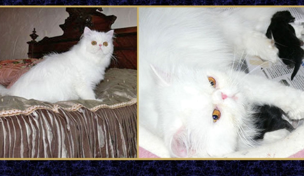 Canterbury Tails Boutique Boarding Cattery - Belgrave, VIC. Heating Pads In Winter