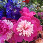 My Garden Over Floweth