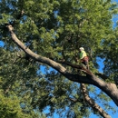 Ventura Tree Services - Tree Service