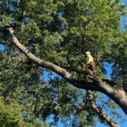 Ventura Tree Services