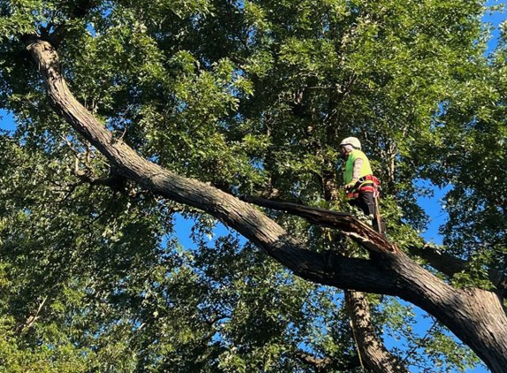 Ventura Tree Services