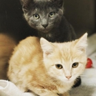 Reed Animal Hospital