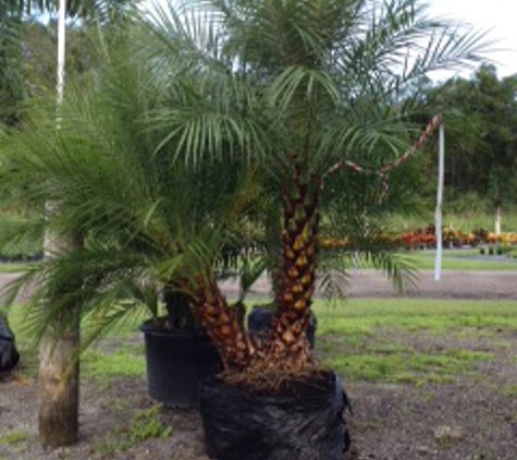 Treaure Coast Turf & Trees Inc - Vero Beach, FL