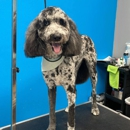 Nessy's Grooming - Pet Grooming