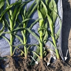AgriEnergy Solutions