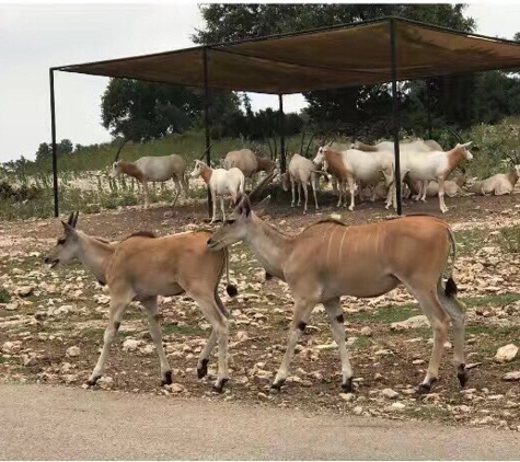 Natural Bridge Wildlife Ranch