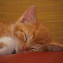Olde Towne Animal Hospital - Veterinarians