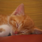 Olde Towne Animal Hospital