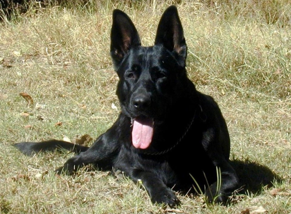 VomSirius Working Dogs - Mount Tarampa, QLD