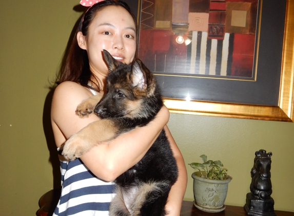 Florida German Shepherd Puppies - Orlando, FL