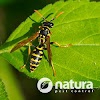 Natura Pest Control gallery