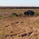 Bonnet Carre Spillway