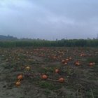 The Farm at Swan's Trail