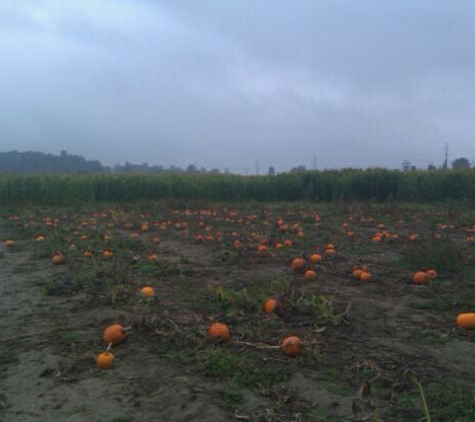 Swans Trail Farms - Snohomish, WA