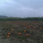 The Farm at Swan's Trail