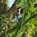 Falling Timbers Tree Service - Tree Service