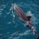 Dolphin Excursions Snorkel Adventure