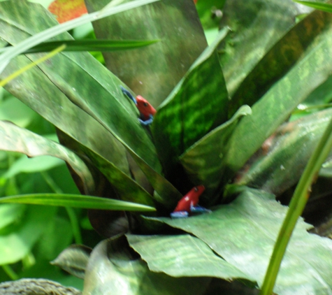 California Academy of Sciences - San Francisco, CA