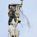 Napier Tree Service - Tree Service