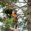 Monster Tree Service North County gallery
