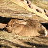 Lake Superior Zoo gallery