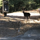 Uvas Canyon County Park - Parks