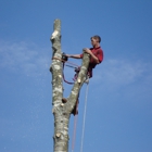 Almighty Tree Service