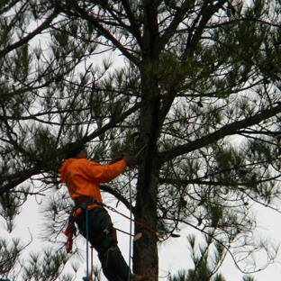 Total Tree Solutions,McDonough - Mcdonough, GA