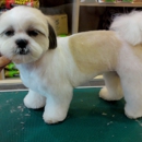 Yucaipa Dog & Cat Grooming - Pet Grooming