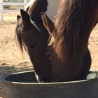 Henderson Ranch and Boarding Stables