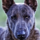 Moss K9 - Dutch Shepherd's & Belgian Malinois