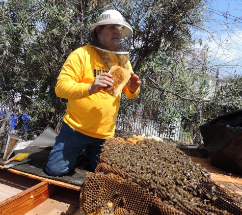 Safe & Alive Bee Hive Removal - San Diego, CA